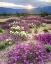 Picture of CA, ANZA-BORREGO DESERT WILDFLOWERS AT SUNSET