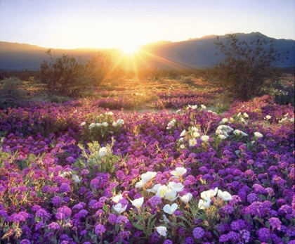 Picture of CA, ANZA-BORREGO DESERT WILDFLOWERS AT SUNSET