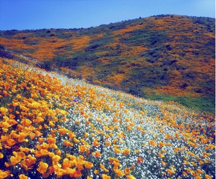 Picture of CA, LAKE ELSINORE WILDFLOWERS COVERING A HILL