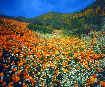 Picture of CA, LAKE ELSINORE FLOWERS COVERING A HILLSIDE