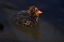 Picture of USA, CALIFORNIA, SAN DIEGO, LAKESIDE MUD CHICK