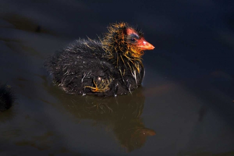 Picture of USA, CALIFORNIA, SAN DIEGO, LAKESIDE MUD CHICK