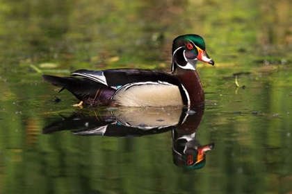 Picture of USA, CALIFORNIA, SAN DIEGO, LAKESIDE WOOD DUCK