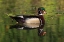 Picture of USA, CALIFORNIA, SAN DIEGO, LAKESIDE WOOD DUCK
