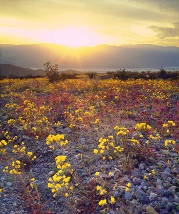 Picture of USA, CALIFORNIA, WILDFLOWERS IN DEATH VALLEY NP
