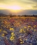 Picture of USA, CALIFORNIA, WILDFLOWERS IN DEATH VALLEY NP