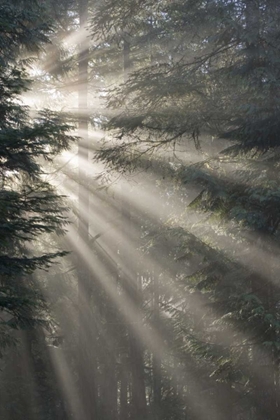 Picture of WA, SEABECK GOD RAYS ILLUMINE TREE BRANCHES