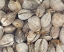 Picture of WA, PUGET SOUND BUCKET OF LIVE MANILA CLAMS