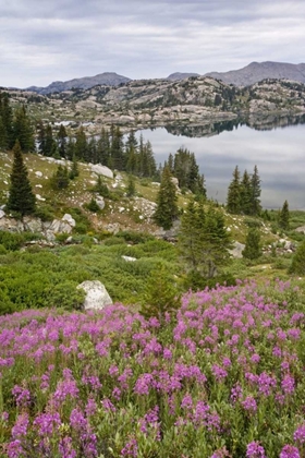 Picture of WY, BRIDGER NF, FIREWEED GROW BY ISLAND LAKE