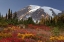 Picture of WA, MOUNT RAINIER NP, DEER GRAZING IN MEADOW