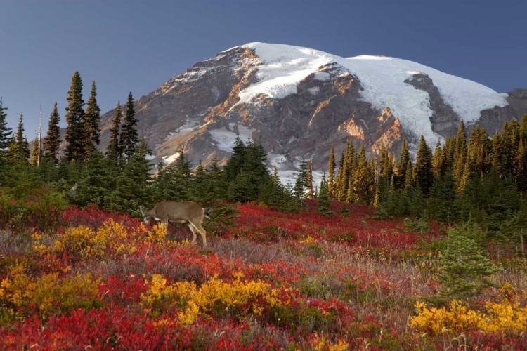 Picture of WA, MOUNT RAINIER NP, DEER GRAZING IN MEADOW