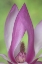 Picture of USA, WASHINGTON CLOSE-UP OF MAGNOLIA BLOSSOM