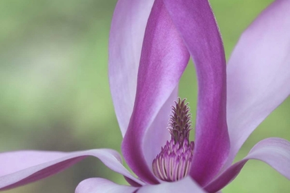 Picture of USA, WASHINGTON CLOSE-UP OF MAGNOLIA BLOSSOM