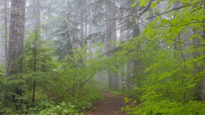 Picture of WASHINGTON, MOUNT RAINIER NP TRAIL IN FOREST