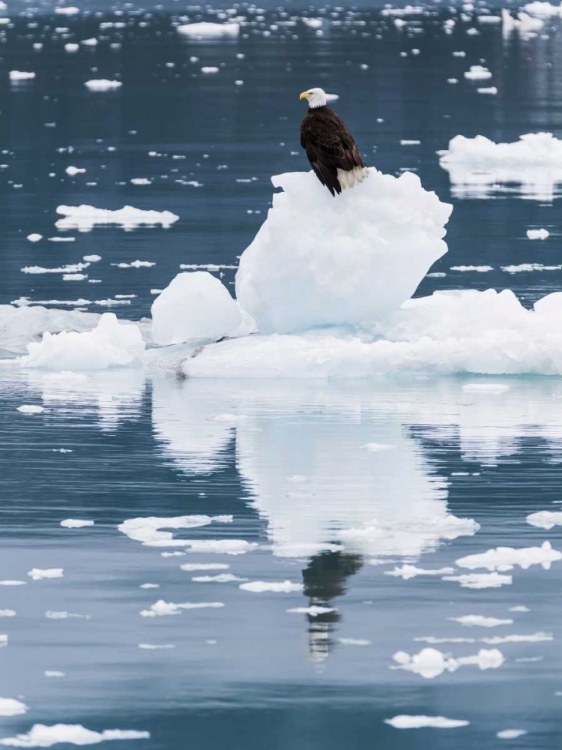 Picture of ALASKA, GLACIER BAY NP BALD EAGLE ON ICEBERG