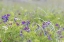 Picture of ALASKA, GLACIER BAY NP WILDFLOWERS IN MEADOW