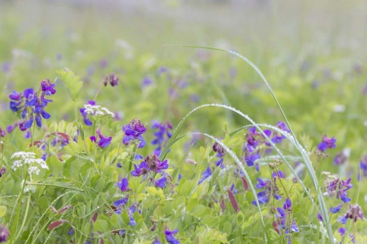 Picture of ALASKA, GLACIER BAY NP WILDFLOWERS IN MEADOW