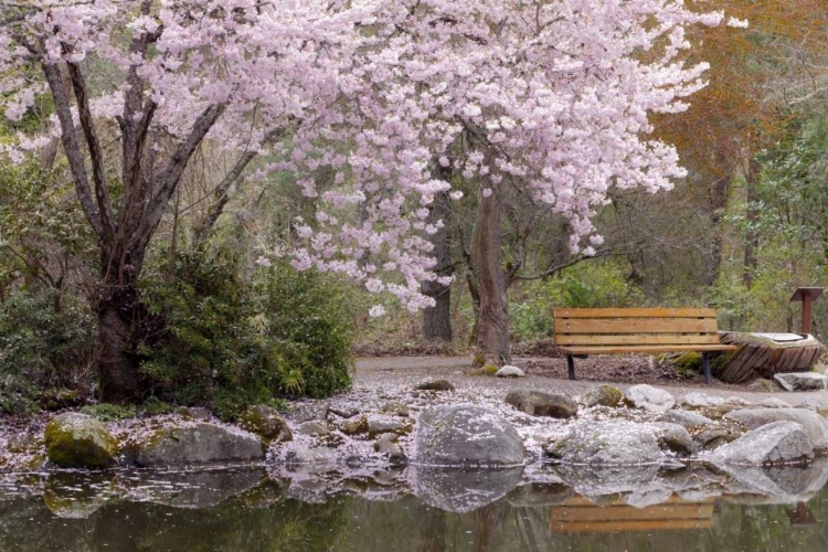 Picture of OREGON, ASHLAND SPRING SCENIC IN LITHIA PARK