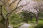 Picture of OREGON, ASHLAND SPRING SCENIC IN LITHIA PARK