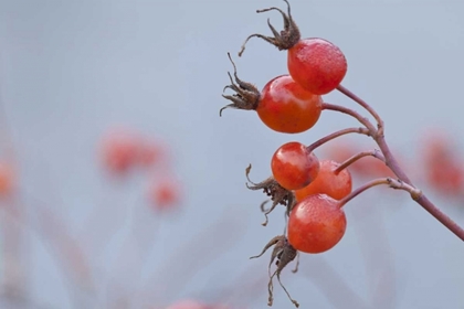 Picture of WASHINGTON, SEABECK WILD ROSE HIPS IN WINTER