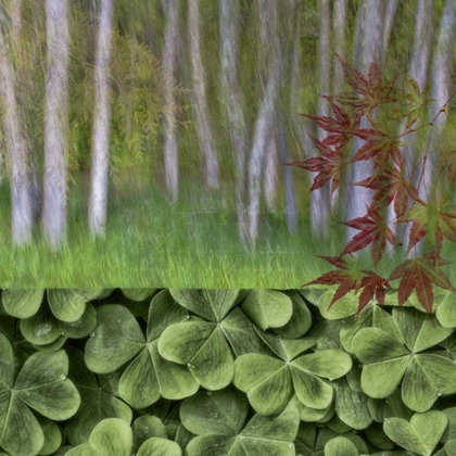 Picture of WASHINGTON COLLAGE OF ALDER TREES AND OXALIS