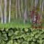 Picture of WASHINGTON COLLAGE OF ALDER TREES AND OXALIS