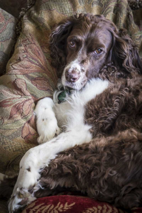 Picture of WASHINGTON ENGLISH SPRINGER SPANIEL ON COUCH