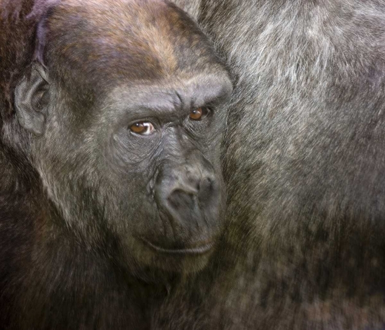 Picture of USA,WASHINGTON,SEATTLE CLOSE-UP OF A GORILLA