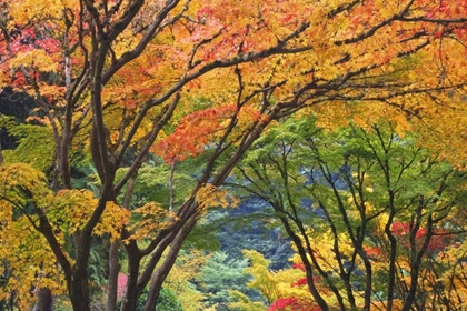 Picture of OREGON, PORTLAND MAPLE TREES IN AUTUMN COLOR