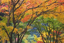 Picture of OREGON, PORTLAND MAPLE TREES IN AUTUMN COLOR