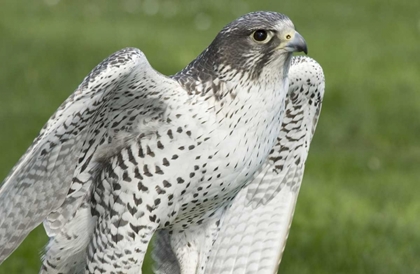 Picture of USA,WASHINGTON,SEATTLE CLOSE-UP OF GYRFALCON