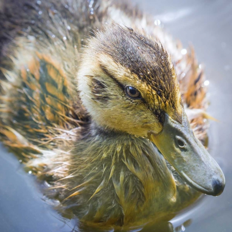 Picture of WASHINGTON STATE, SEABECK MALLARD DUCK CHICK