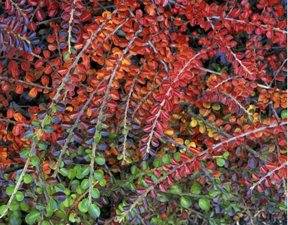 Picture of OR, MULTNOMAH CO, LEAVES OF COTONEASTER PLANT