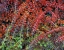 Picture of OR, MULTNOMAH CO, LEAVES OF COTONEASTER PLANT