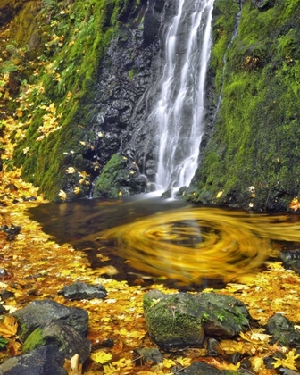 Picture of OR, COLUMBIA GORGE STARVATION CREEK WATERFALL