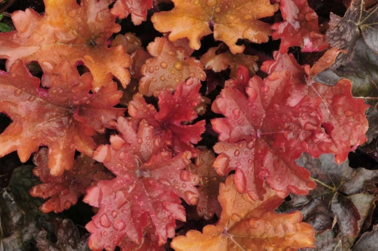 Picture of OR, PORTLAND FOLIAGE OF PEACH FLAMBE HEUCHERA