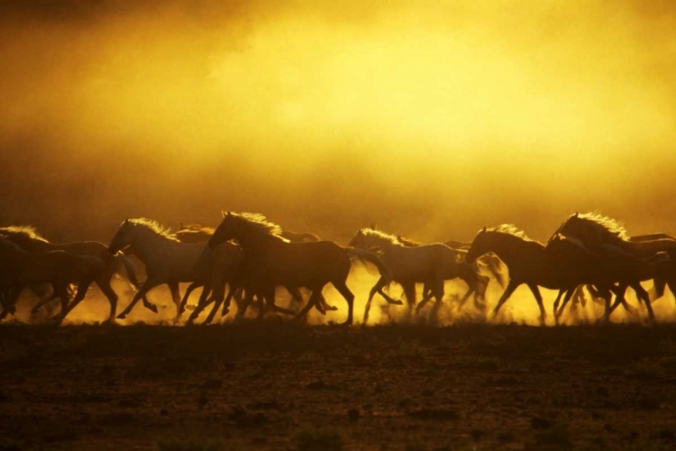 Picture of OR, HARNEY CO, WILD KIGER MUSTANGS AT SUNRISE