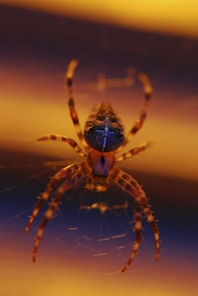 Picture of OR, PORTLAND COMMON GARDEN SPIDER ILLUMINATED