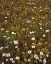 Picture of USA, OREGON PARENTUCELLIA AND DAISIES IN FIELD
