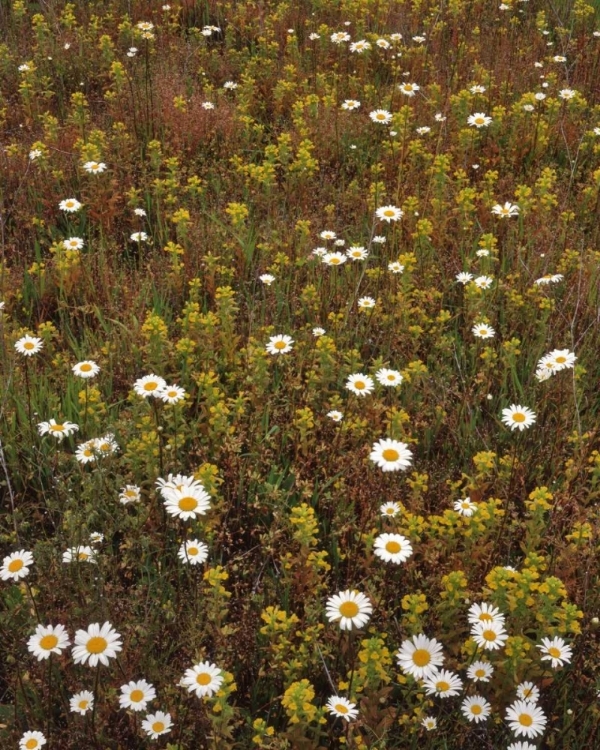 Picture of USA, OREGON PARENTUCELLIA AND DAISIES IN FIELD