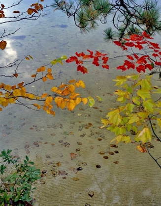 Picture of MAINE SCENIC OF LAKE SHORE OF UPPER TOGUE POND