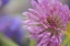 Picture of OREGON, PORTLAND CLOSE-UP OF PINK CLOVER BLOOM