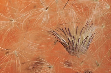Picture of OREGON, PORTLAND CLOSE-UP OF SALSIFY SEED HEAD