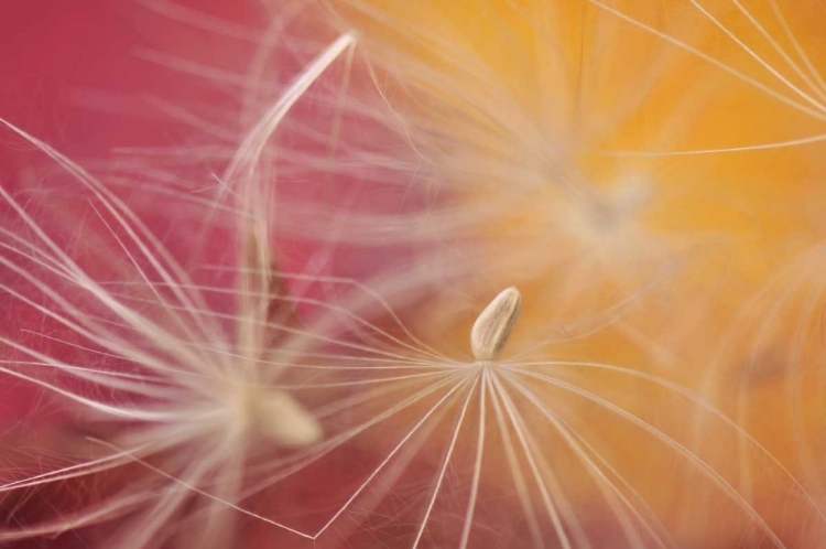 Picture of OREGON, PORTLAND CLOSE-UP OF SALSIFY SEED HEAD