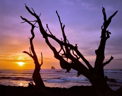 Picture of OREGON, CAPE MEARES SUNSET FRAMED BY DRIFTWOOD