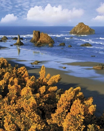Picture of OREGON, BANDON FACE ROCK AND WILD GORSE PLANTS
