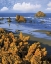 Picture of OREGON, BANDON FACE ROCK AND WILD GORSE PLANTS