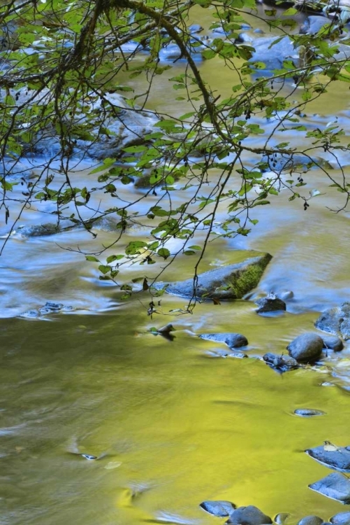 Picture of OREGON ALDER TREE OVER SOUTH FORK WILSON RIVER