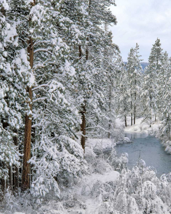 Picture of OREGON FRESH SNOWFALL ALONG WARM SPRINGS RIVER
