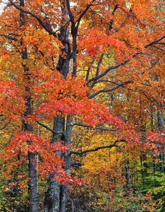 Picture of NEW HAMPSHIRE MAPLE TREES IN BELKNAP MOUNTAINS